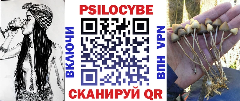 Купить  Кызыл  Галлюциногенные грибы Psilocybe 